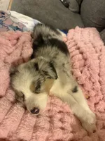 Oakley, a female Australian Shepherd for sale in Charleston Afb, SC – 4 of 6