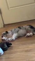Oakley, a female Australian Shepherd for sale in Charleston Afb, SC – 2 of 6