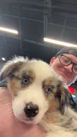 Oakley, a female Australian Shepherd for sale in Charleston Afb, SC – 1 of 6
