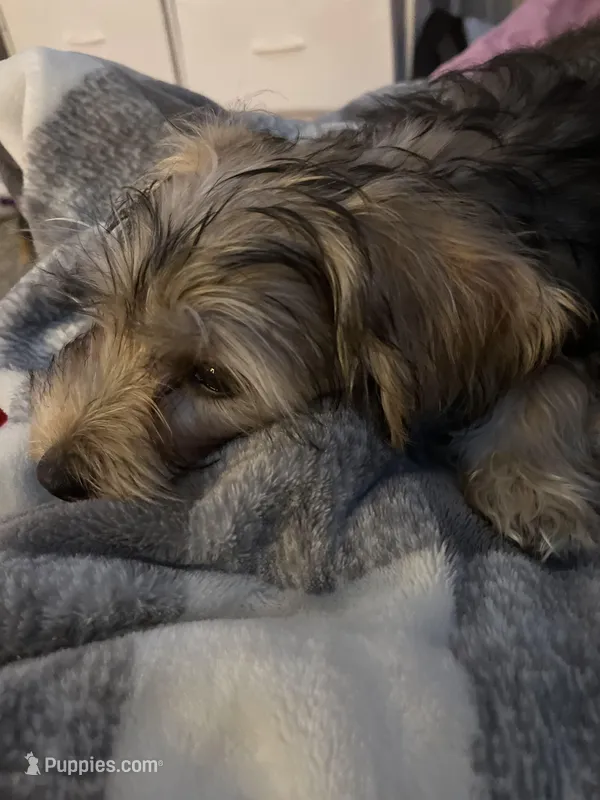 Bree – Yorkshire Terrier puppy for sale in Cincinnati, OH