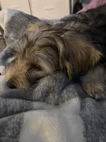 Bree, a  Yorkshire Terrier for sale in Cincinnati, OH – Photo 1 of 2