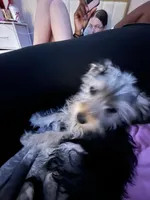 Bree, a  Yorkshire Terrier for sale in Cincinnati, OH – Photo 2 of 2