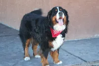 Nordic Beau, a male Bernese Mountain Dog for sale in Pueblo, CO – 3 of 9