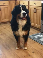 Nordic Beau, a male Bernese Mountain Dog for sale in Pueblo, CO – 7 of 9
