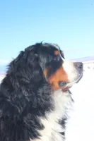 Nordic Beau, a male Bernese Mountain Dog for sale in Pueblo, CO – 9 of 9