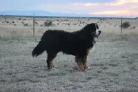 Nordic Beau, a male Bernese Mountain Dog for sale in Pueblo, CO – 5 of 9
