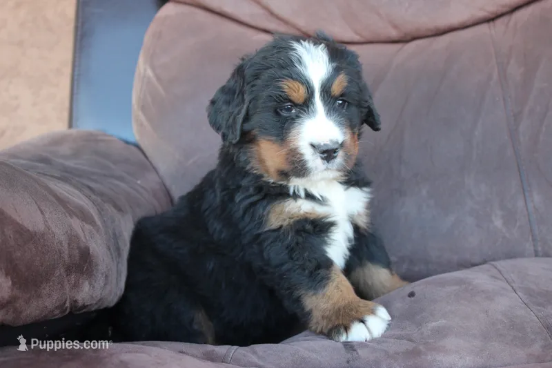 Hal – Bernese Mountain Dog puppy for sale in Pueblo, CO