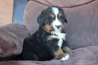 Hal, a male Bernese Mountain Dog for sale in Pueblo, CO – 1 of 1