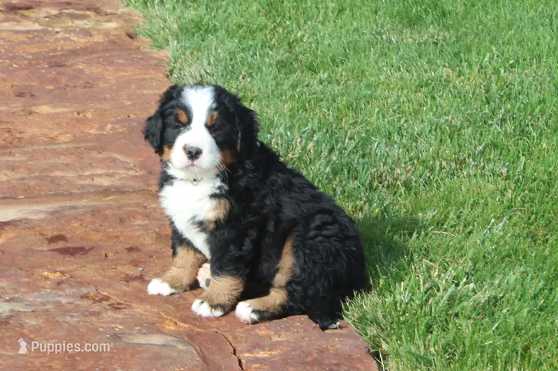 Heather – Bernese Mountain Dog puppy for sale in Pueblo, CO