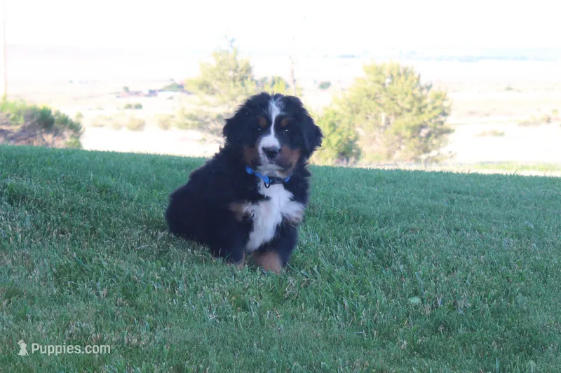 Hal – Bernese Mountain Dog puppy for sale in Pueblo, CO