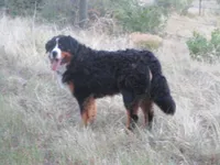 Nordic Beau, a male Bernese Mountain Dog for sale in Pueblo, CO – 6 of 9