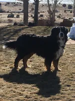 Nordic Beau, a male Bernese Mountain Dog for sale in Pueblo, CO – 4 of 9