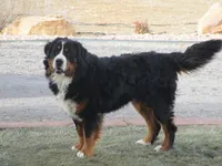 Nordic Beau, a male Bernese Mountain Dog for sale in Pueblo, CO – 8 of 9