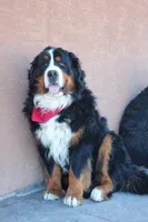 Nordic Beau, a male Bernese Mountain Dog for sale in Pueblo, CO – 2 of 9