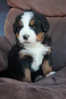 Holly, a female Bernese Mountain Dog for sale in Pueblo, CO – 1 of 2