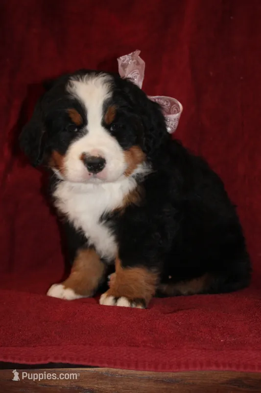 Heather – Bernese Mountain Dog puppy for sale in Pueblo, CO