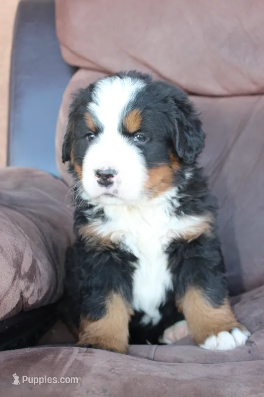 Heidi – Bernese Mountain Dog puppy for sale in Pueblo, CO