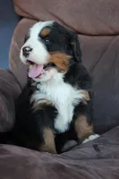 Holly, a female Bernese Mountain Dog for sale in Pueblo, CO – 2 of 2