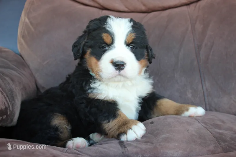 Heather – Bernese Mountain Dog puppy for sale in Pueblo, CO