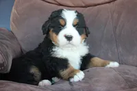 Heather, a female Bernese Mountain Dog for sale in Pueblo, CO – 1 of 1