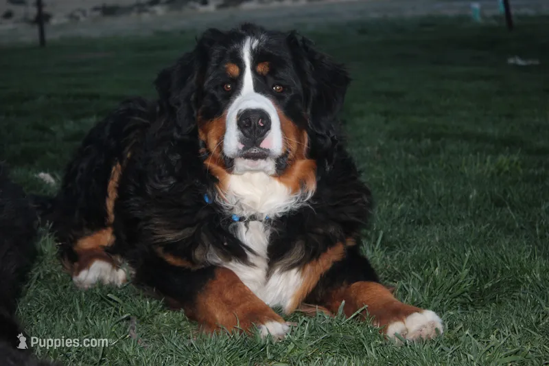 Nordic Beau – Bernese Mountain Dog puppy for sale in Pueblo, CO
