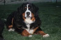Nordic Beau, a male Bernese Mountain Dog for sale in Pueblo, CO – 1 of 9