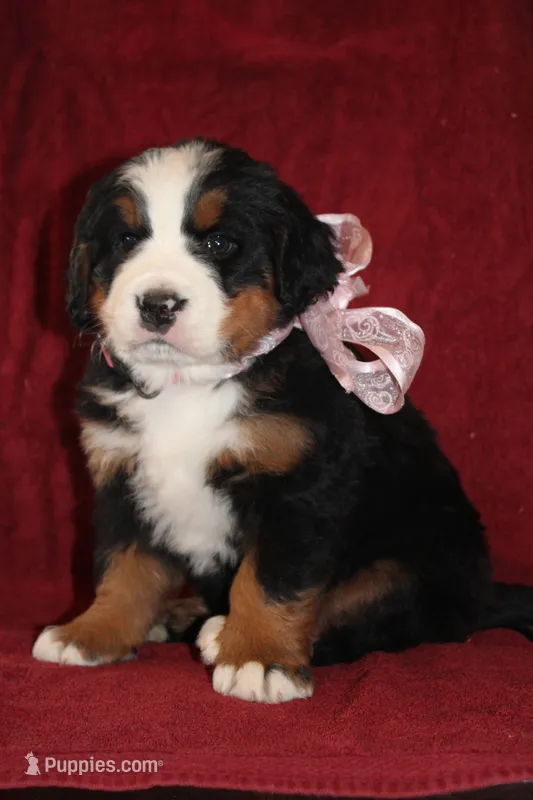 Holly – Bernese Mountain Dog puppy for sale in Pueblo, CO