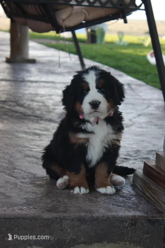 Holly – Bernese Mountain Dog puppy for sale in Pueblo, CO