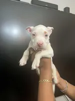 processed/58519de8-d9c5-414b-abf1-95e0d456019f/listing/7b6398c9-5aa7-4186-90aa-1a5f8a80b3ee/66558dff-fd63-4134-bf68-29c597c8814e