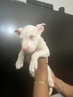 processed/58519de8-d9c5-414b-abf1-95e0d456019f/listing/7b6398c9-5aa7-4186-90aa-1a5f8a80b3ee/7b0350ba-dbc1-4339-917b-5151a20474f0