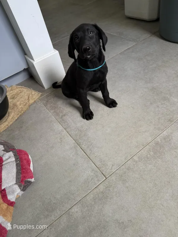 Labrador! – Labrador Retriever puppy for sale in Houston, TX