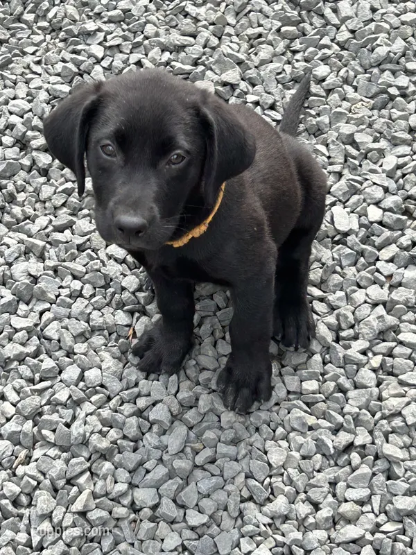 Puppy B – Labrador Retriever puppy for sale in Houston, TX