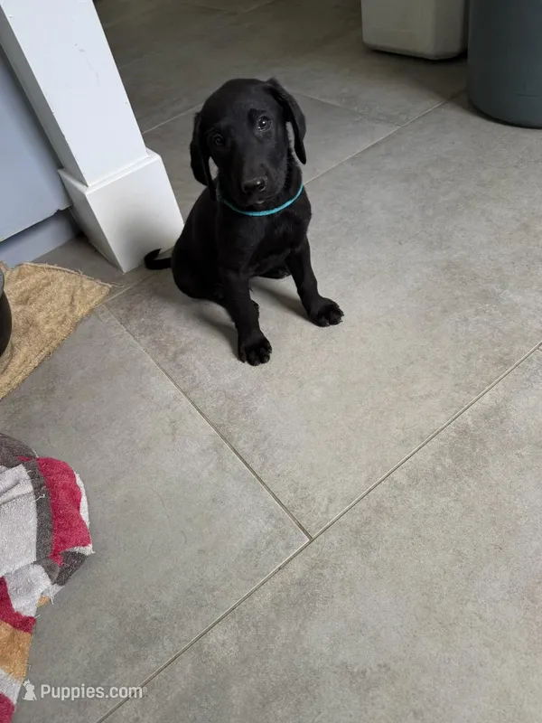 Puppy B – Labrador Retriever puppy for sale in Houston, TX