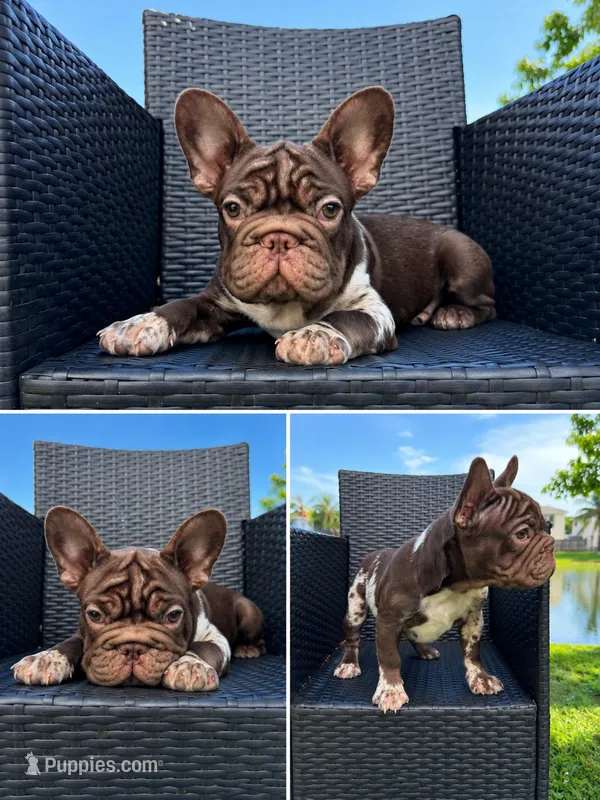 Big rope rojo girl – French Bulldog puppy for sale in Calabasas, CA
