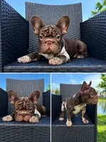 Big rope rojo girl, a female French Bulldog for sale in Calabasas, CA – 1 of 1