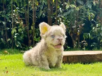 Puffy Isabella Merle boy, a male French Bulldog for sale in Los Angeles, CA – 1 of 1