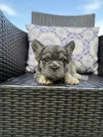 Big rope fluffy girl, a female French Bulldog for sale in Calabasas, CA – 2 of 3