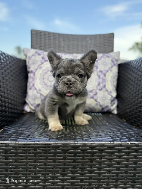 Big rope fluffy girl – French Bulldog puppy for sale in Calabasas, CA
