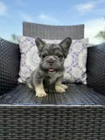 Big rope fluffy girl, a female French Bulldog for sale in Calabasas, CA – 1 of 3