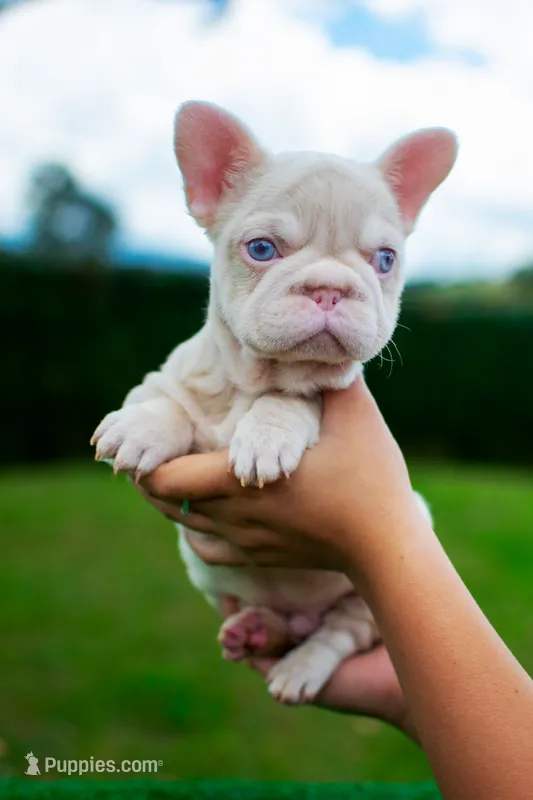 Mr Pinky  – French Bulldog puppy for sale in Calabasas, CA