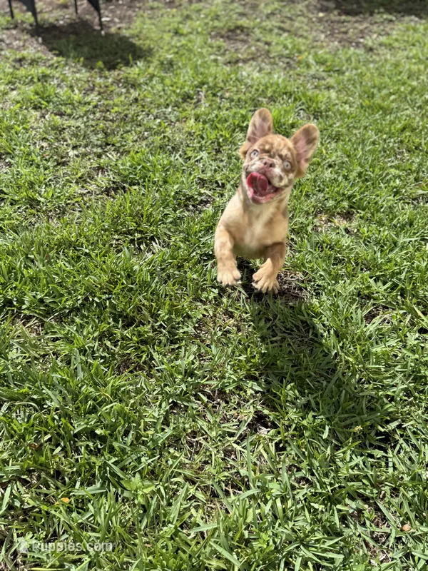 Rojo Merle fluffy girl – French Bulldog puppy for sale in Calabasas, CA