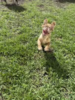 Rojo Merle fluffy girl, a female French Bulldog for sale in Calabasas, CA – 1 of 2
