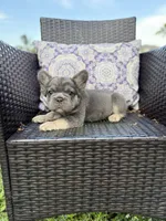 Big rope fluffy girl, a female French Bulldog for sale in Calabasas, CA – 3 of 3
