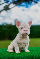 Mr Pinky , a male French Bulldog for sale in Calabasas, CA – 2 of 2