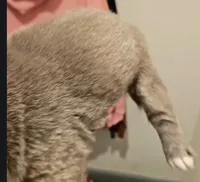 Fluffy French Bulldog , a female French Bulldog for sale in Las Vegas, NV – Photo 4 of 5