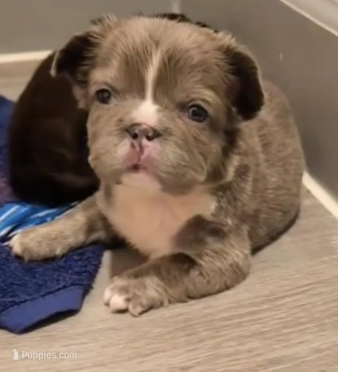 Fluffy French Bulldog  – French Bulldog puppy for sale in Las Vegas, NV