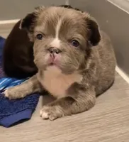 Fluffy French Bulldog , a female French Bulldog for sale in Las Vegas, NV – Photo 1 of 5