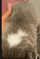 Fluffy French Bulldog , a female French Bulldog for sale in Las Vegas, NV – Photo 3 of 5