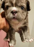 Fluffy French Bulldog , a female French Bulldog for sale in Las Vegas, NV – Photo 5 of 5