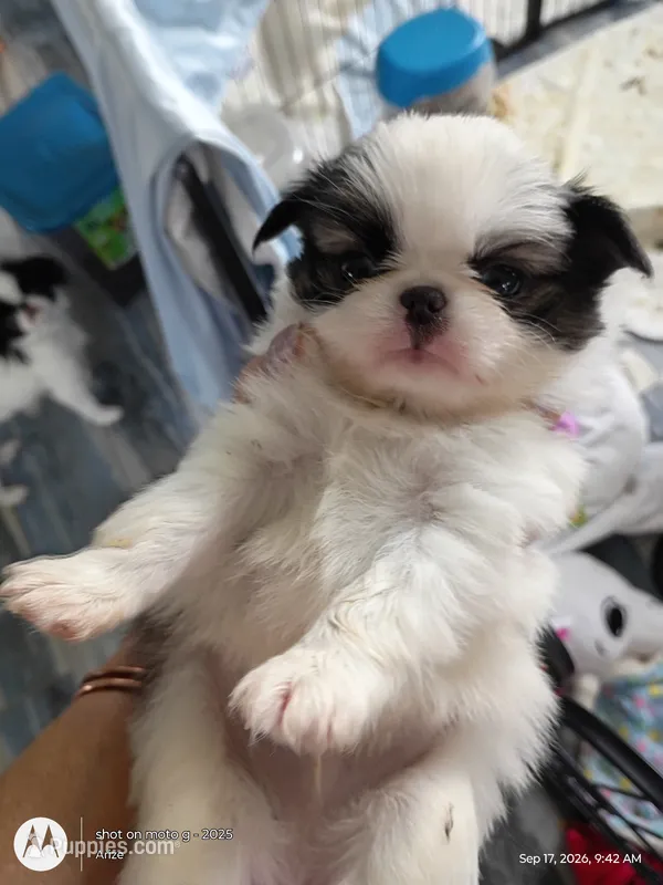 Leo – Japanese Chin puppy for sale in Spencer, IA